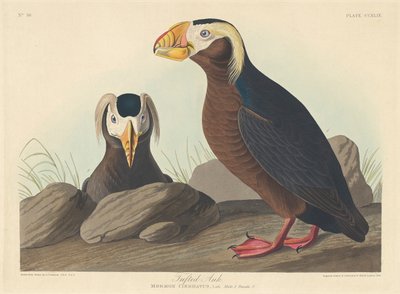 Tufted Auk by John James Audubon